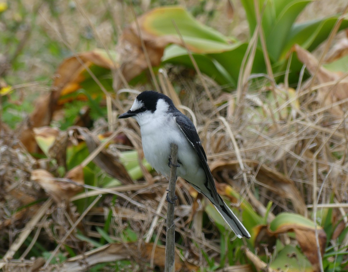 Kül Rengi Minivet - ML632835953