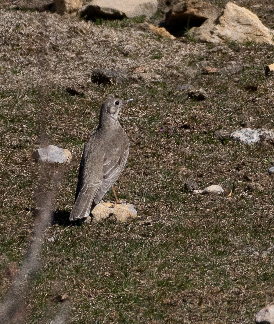 Mistle Thrush - ML632835955