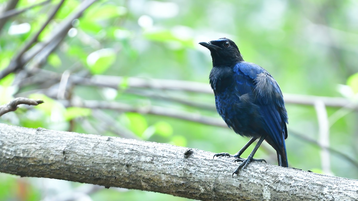 Malabar Whistling-Thrush - Sanjay Malik