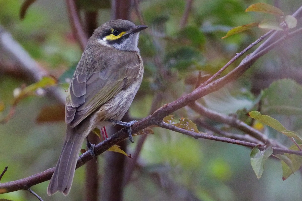 Yellow-faced Honeyeater - ML632836077