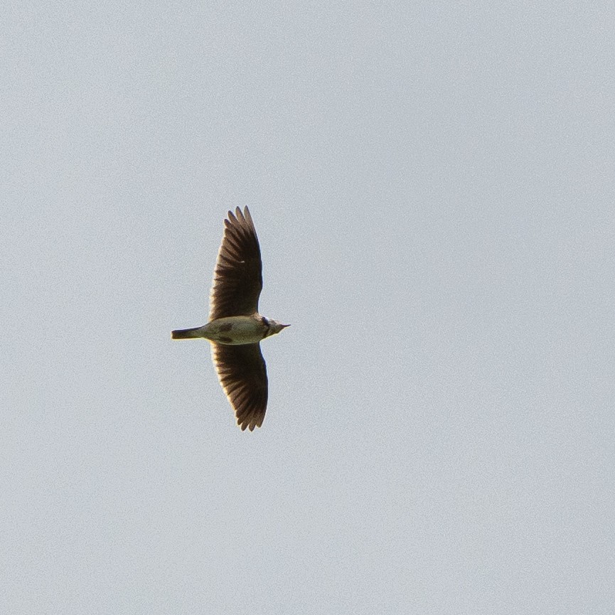 kalandra zpěvná - ML632836096