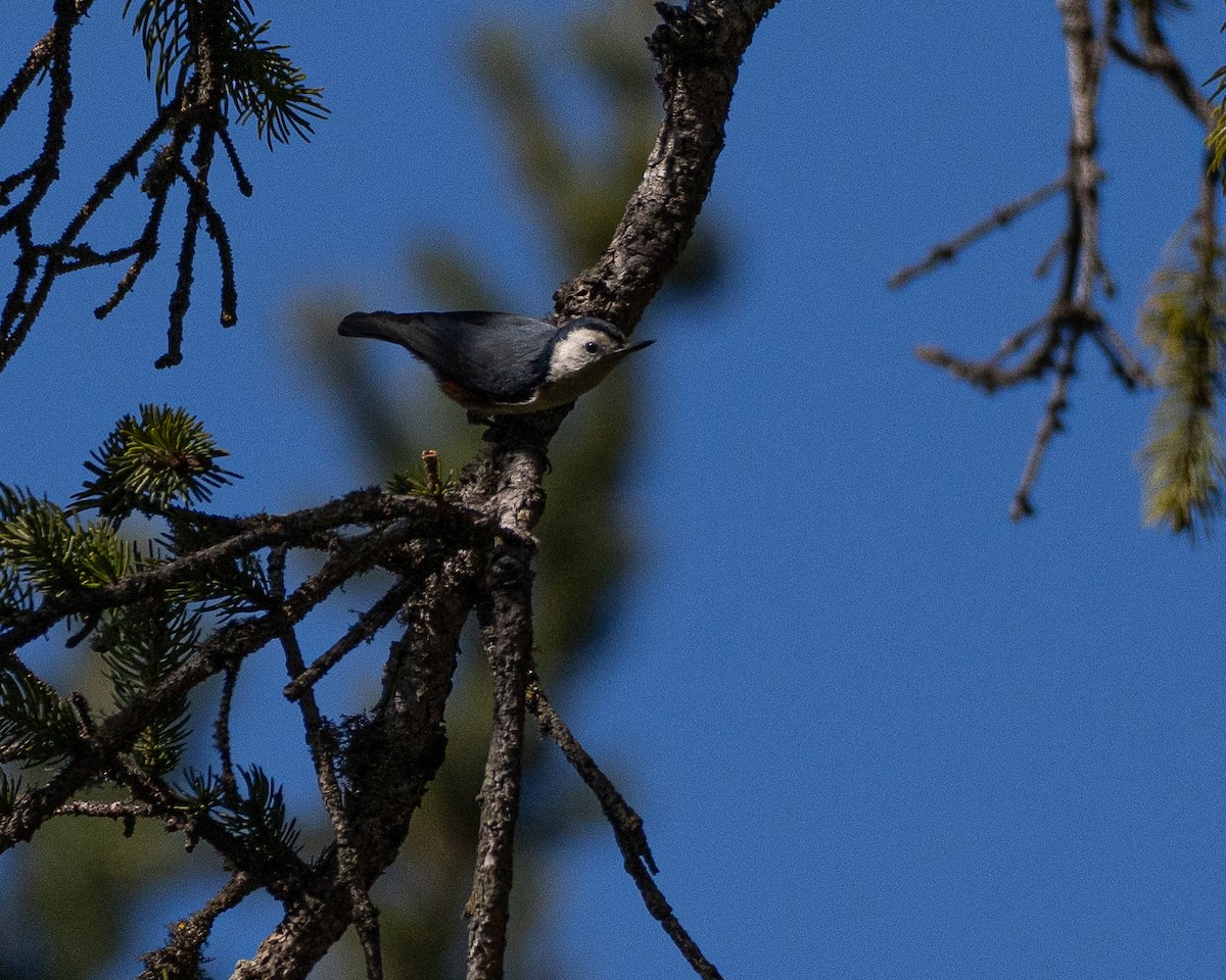 White-cheeked Nuthatch - ML632836349