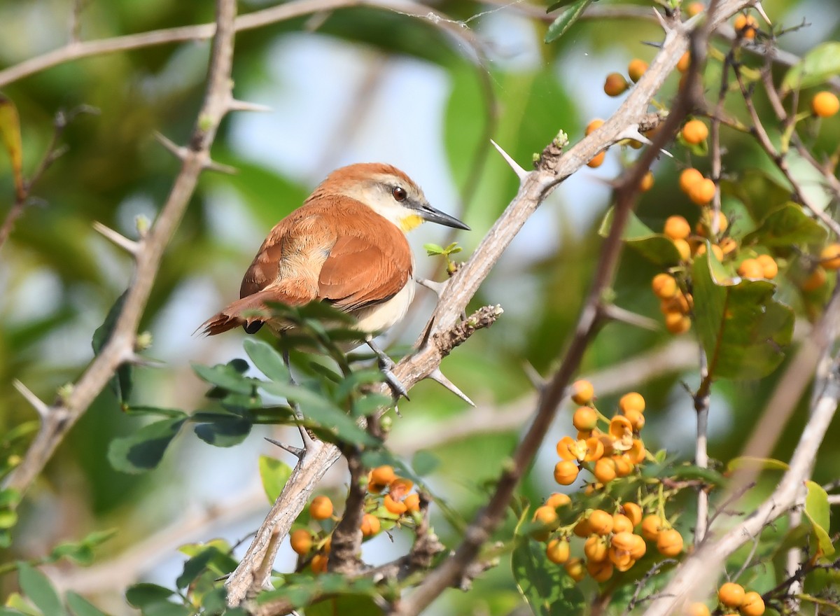 Yellow-chinned Spinetail - ML632836456