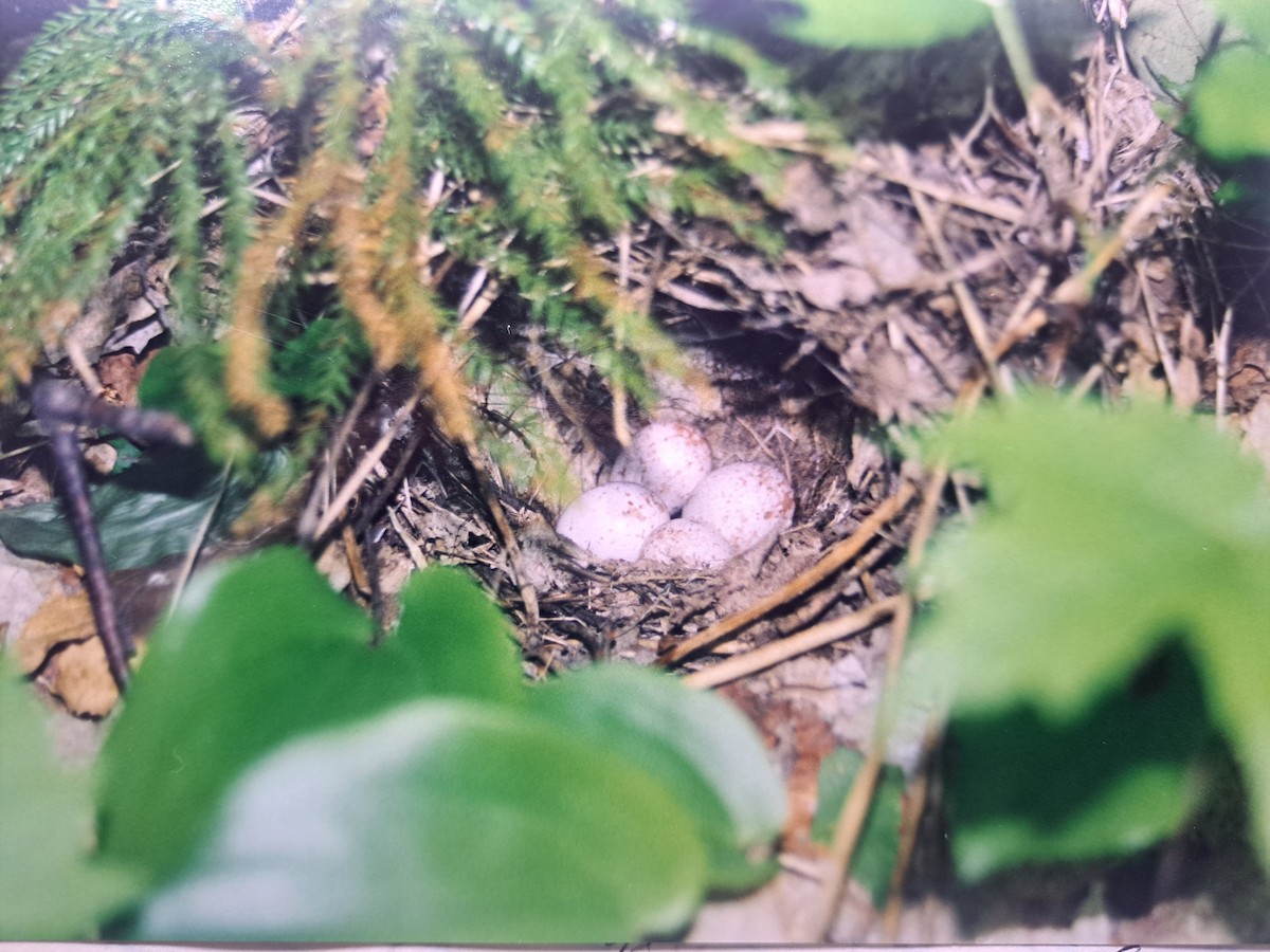 Ovenbird - ML632836496