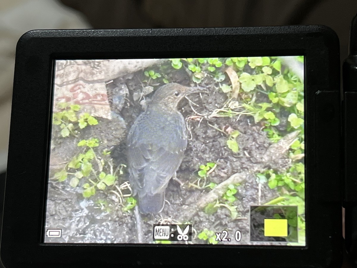 Long-billed Thrush - ML632836588