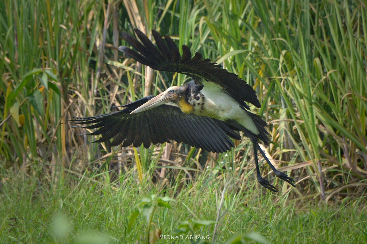 Lesser Adjutant - ML632836978