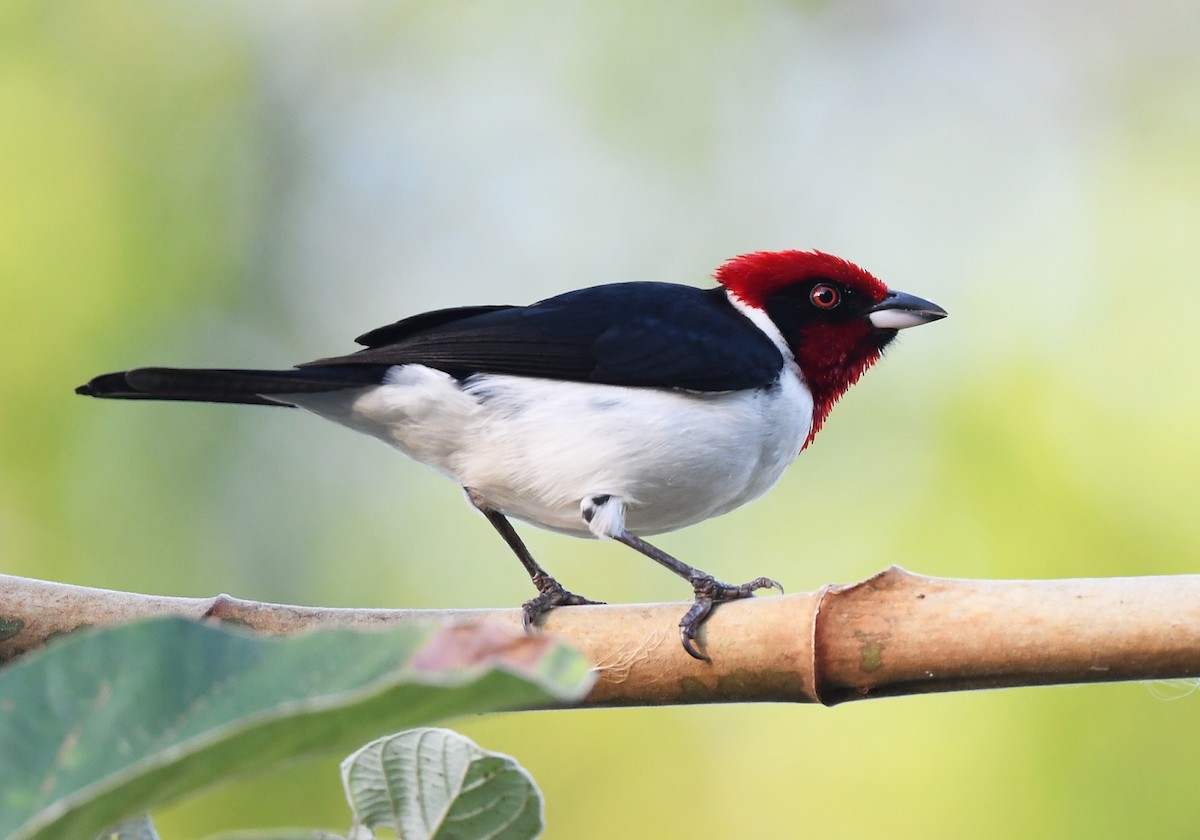 Masked Cardinal - ML632837010
