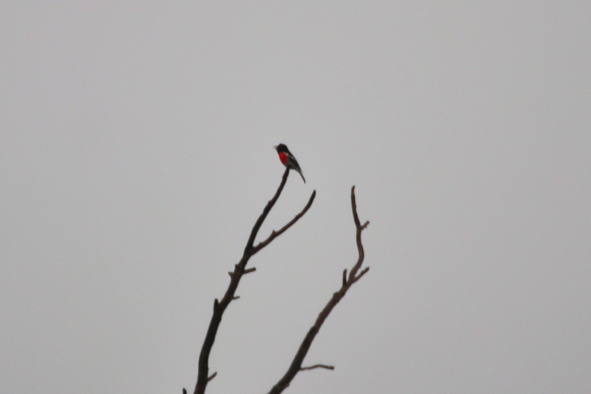 Scarlet Robin (Scarlet) - ML632837026