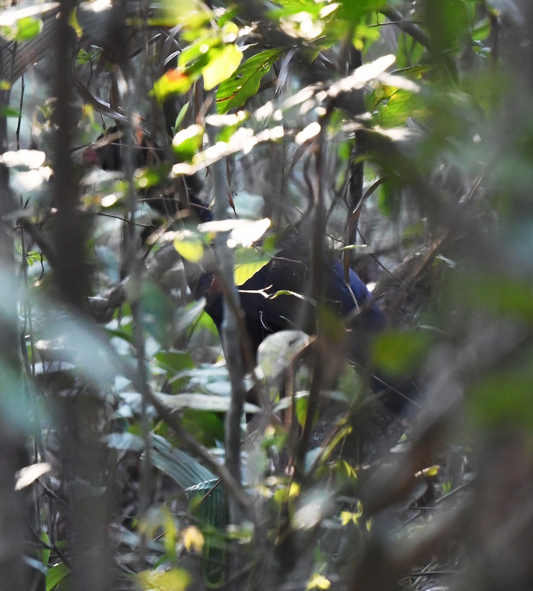 Crestless Curassow - ML632837240