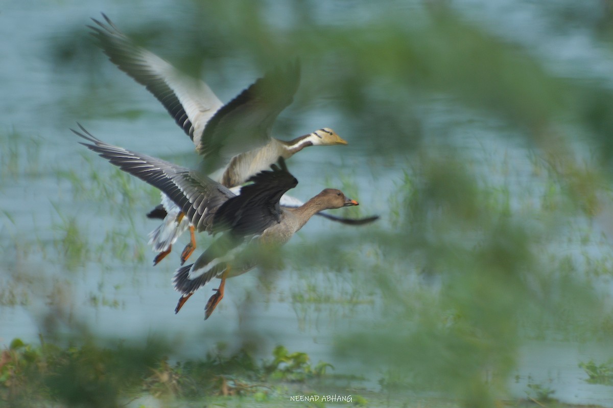 Taiga Bean-Goose - ML632837454