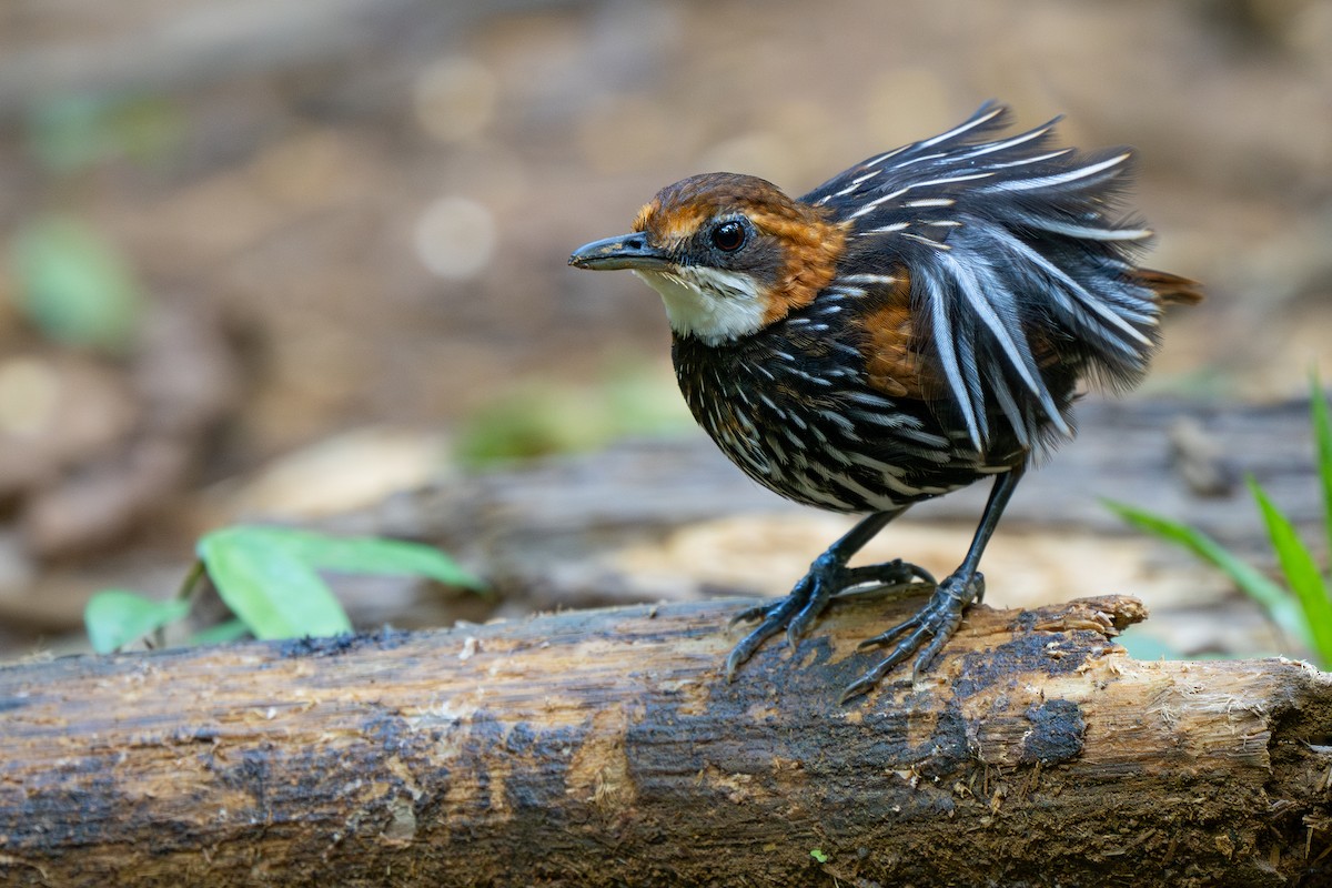 Falcated Wren-Babbler - ML632837598