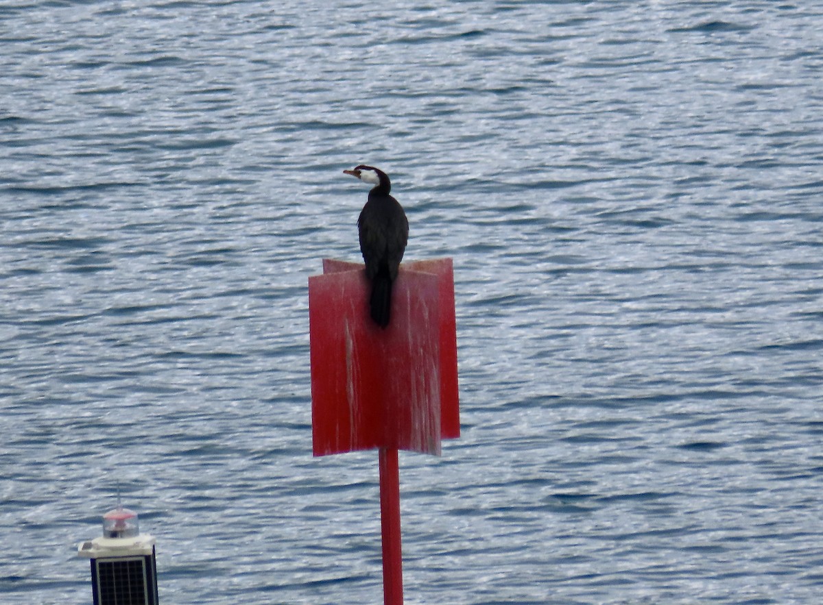 Little Pied Cormorant - ML632837987