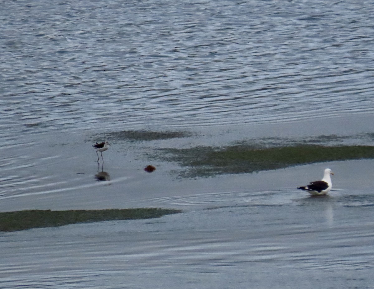 Pied Stilt - ML632838031