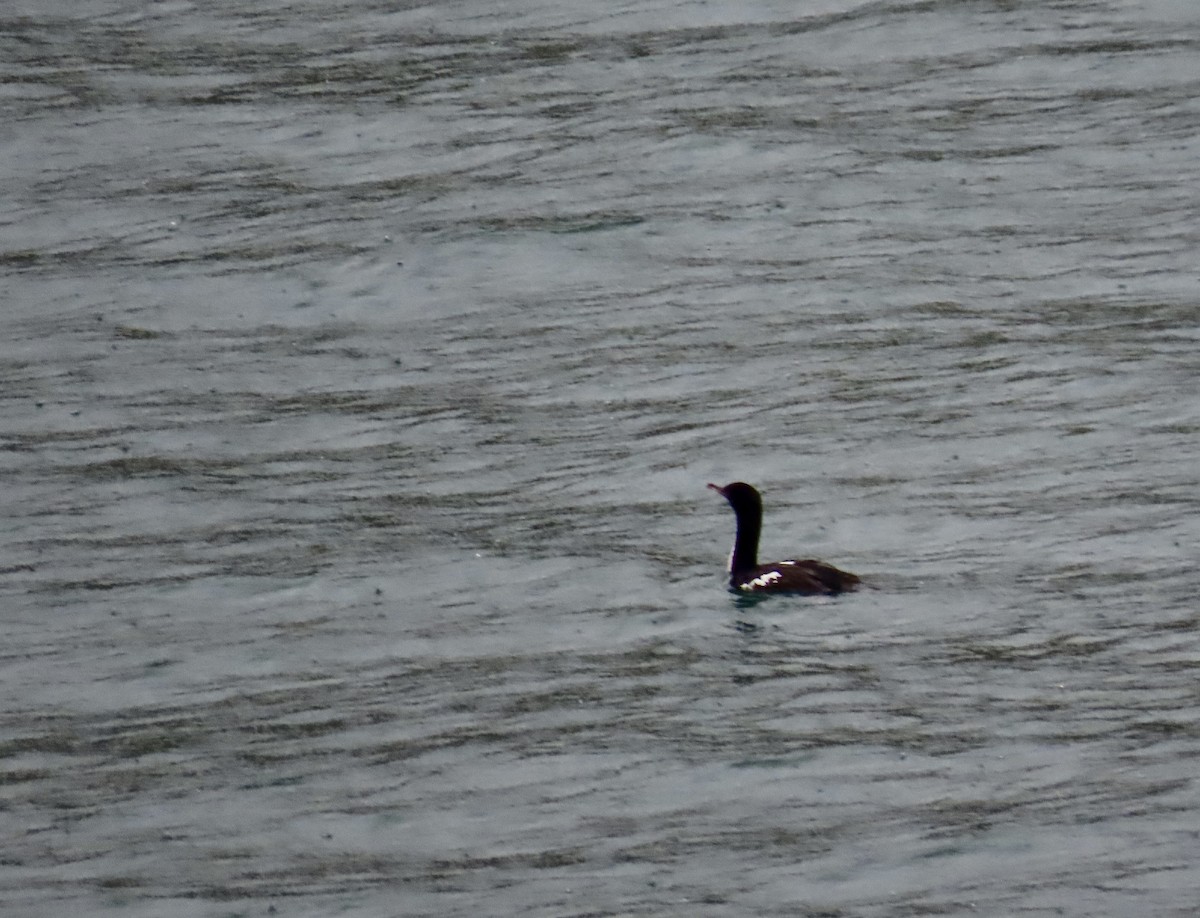 Stewart Island Shag (Otago) - ML632838128