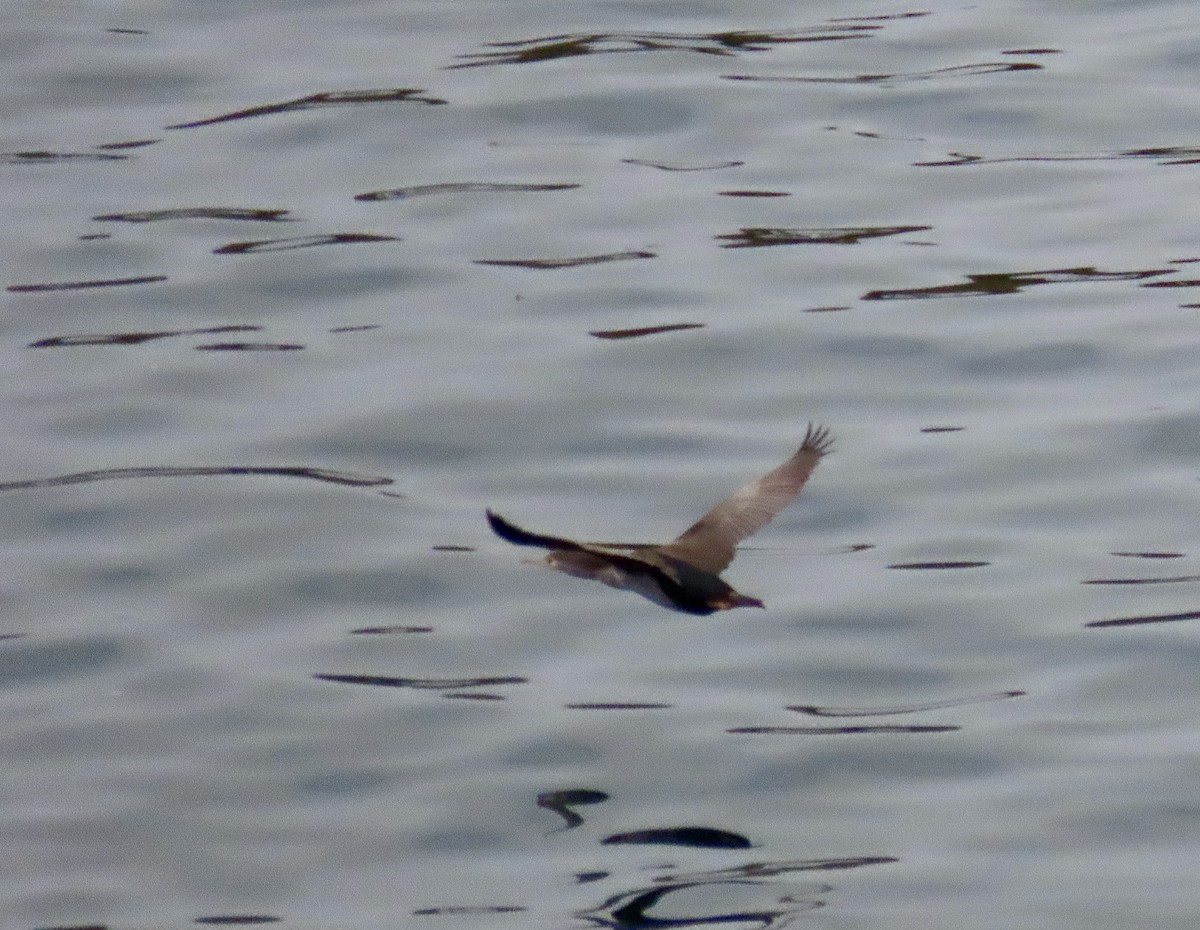 Spotted Shag - ML632838176