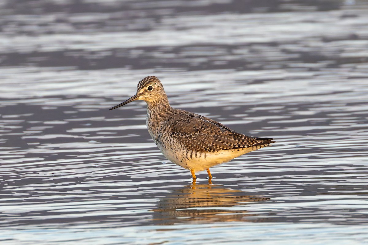 Greater Yellowlegs - ML632838206