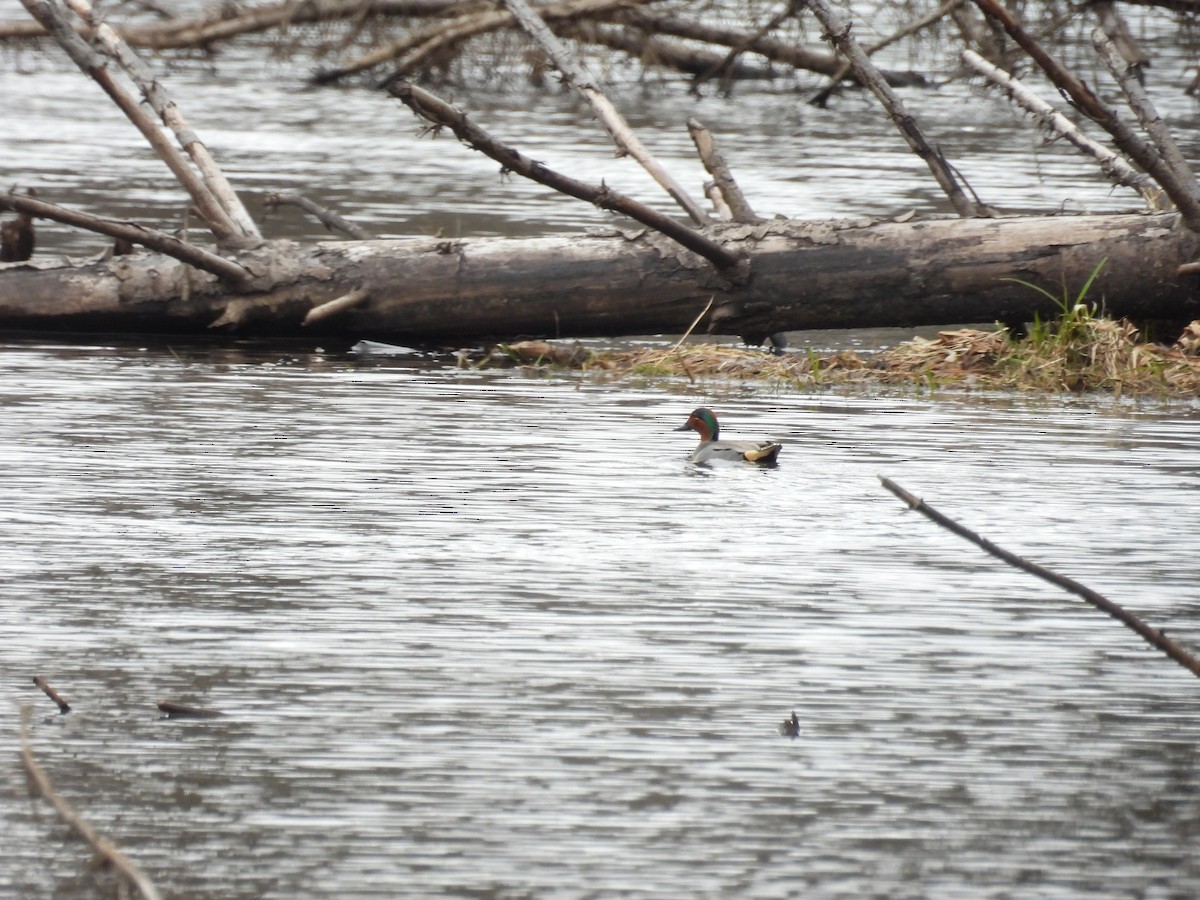 Green-winged Teal - ML632838414