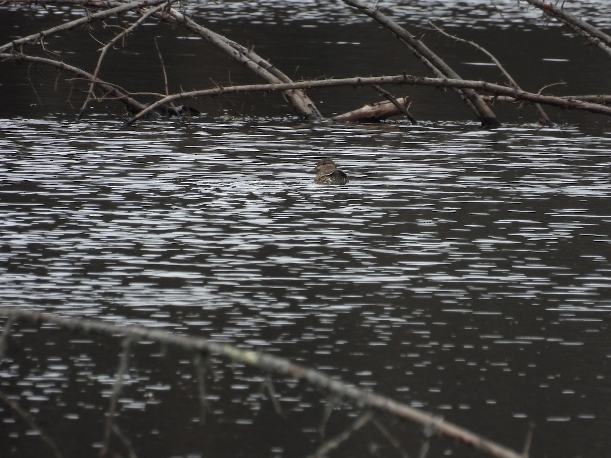 Green-winged Teal - ML632838417