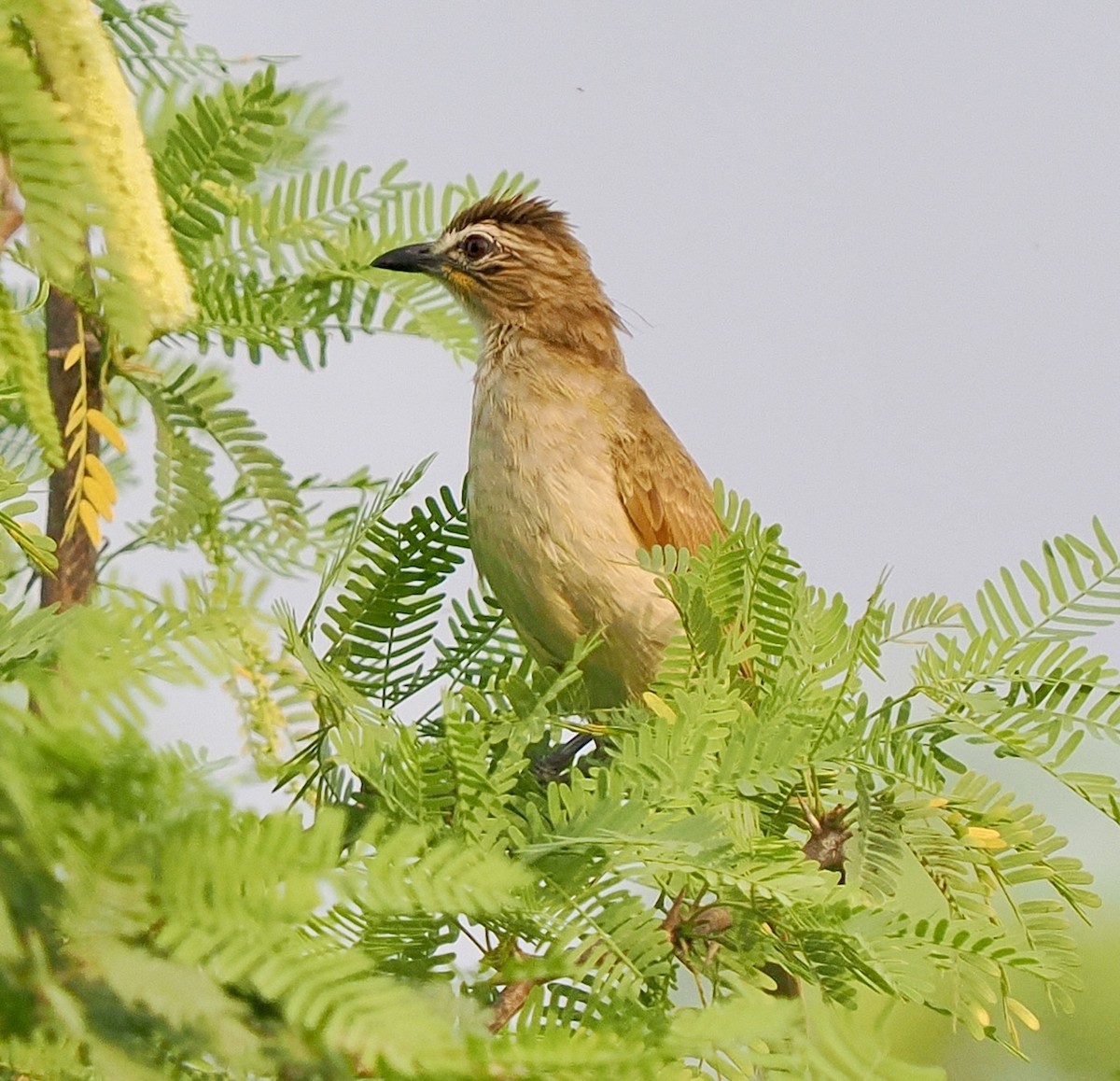 White-browed Bulbul - ML632838501