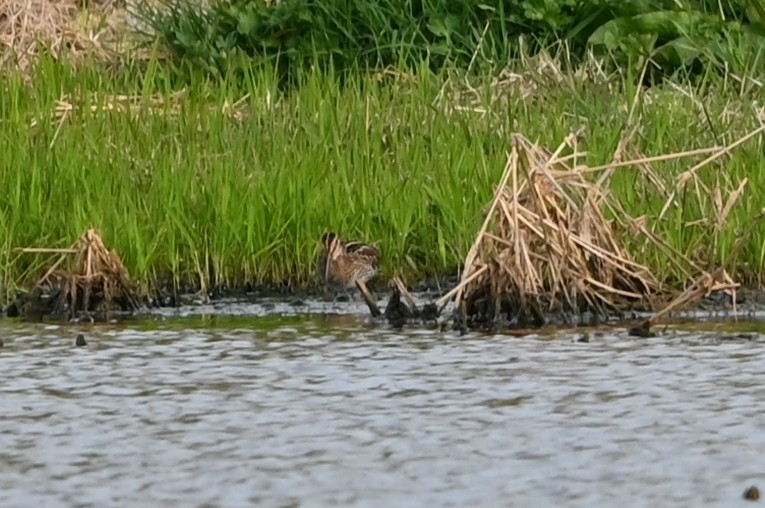 Wilson's Snipe - ML632838588