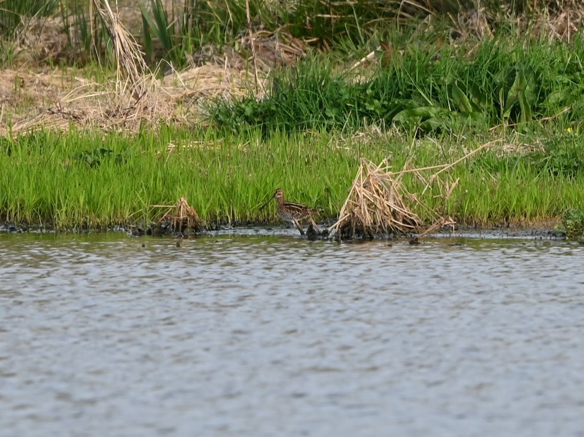 Wilson's Snipe - ML632838602