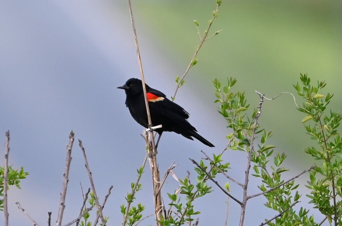 Red-winged Blackbird - ML632838620