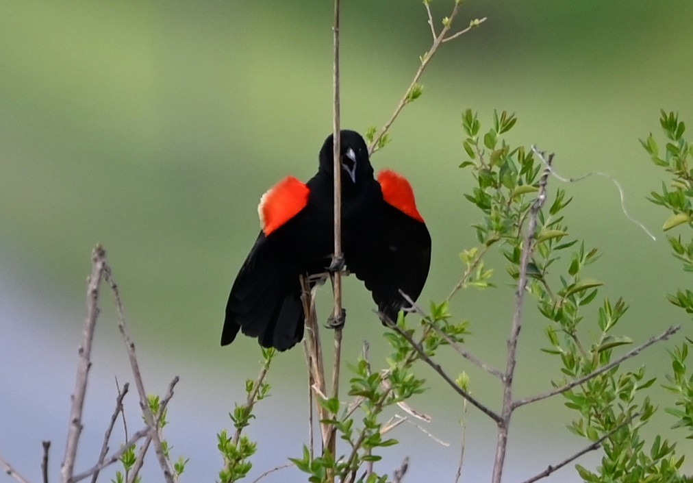 Red-winged Blackbird - ML632838631