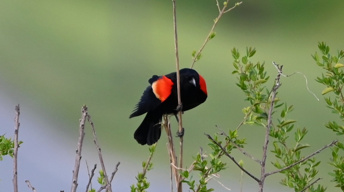 Red-winged Blackbird - ML632838634