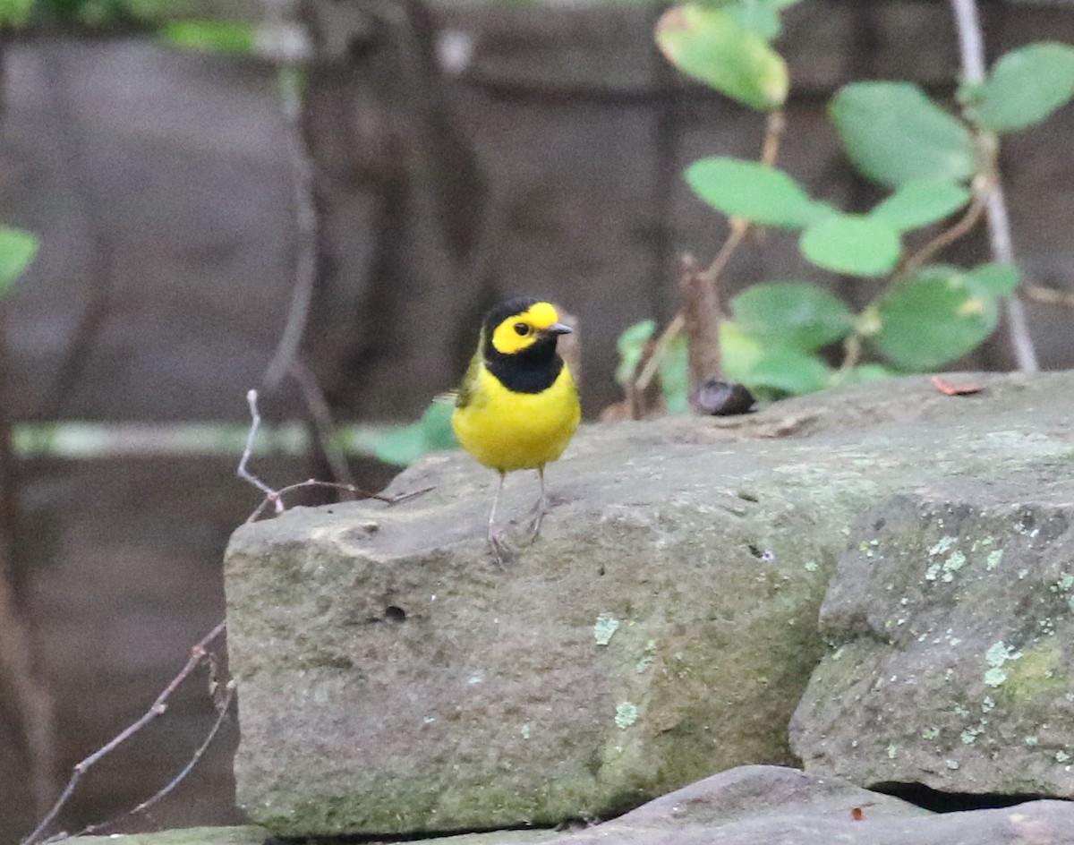 Hooded Warbler - ML632838636