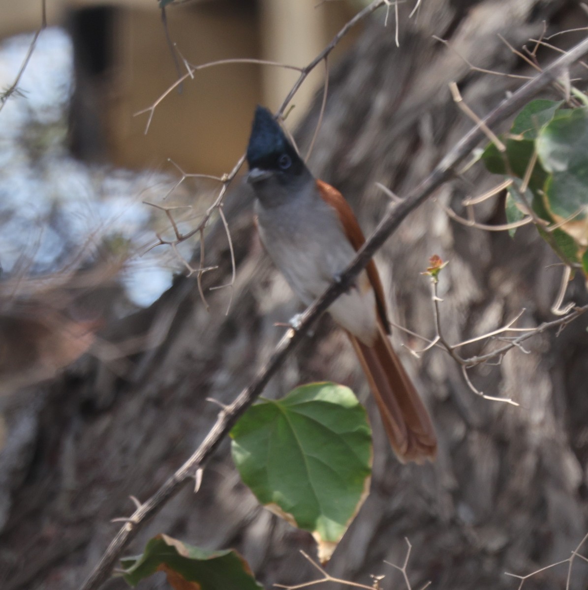 eBird Checklist - 29 Mar 2025 - 6 15d Street, Ras Al-Khaimah, Ras Al ...