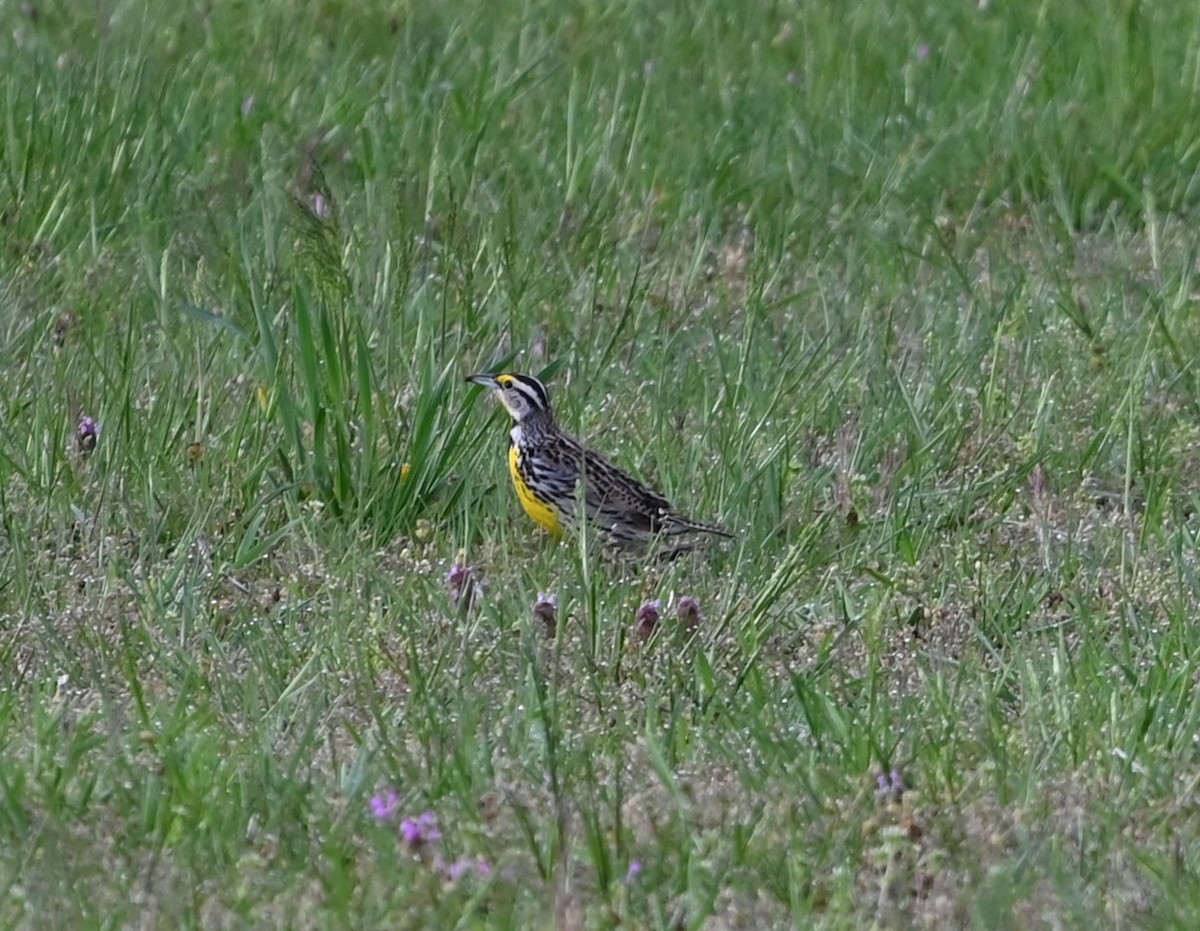 Eastern Meadowlark - ML632838702