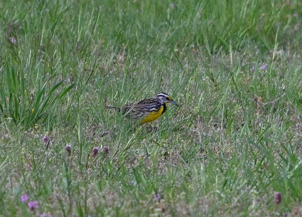 Eastern Meadowlark - ML632838719