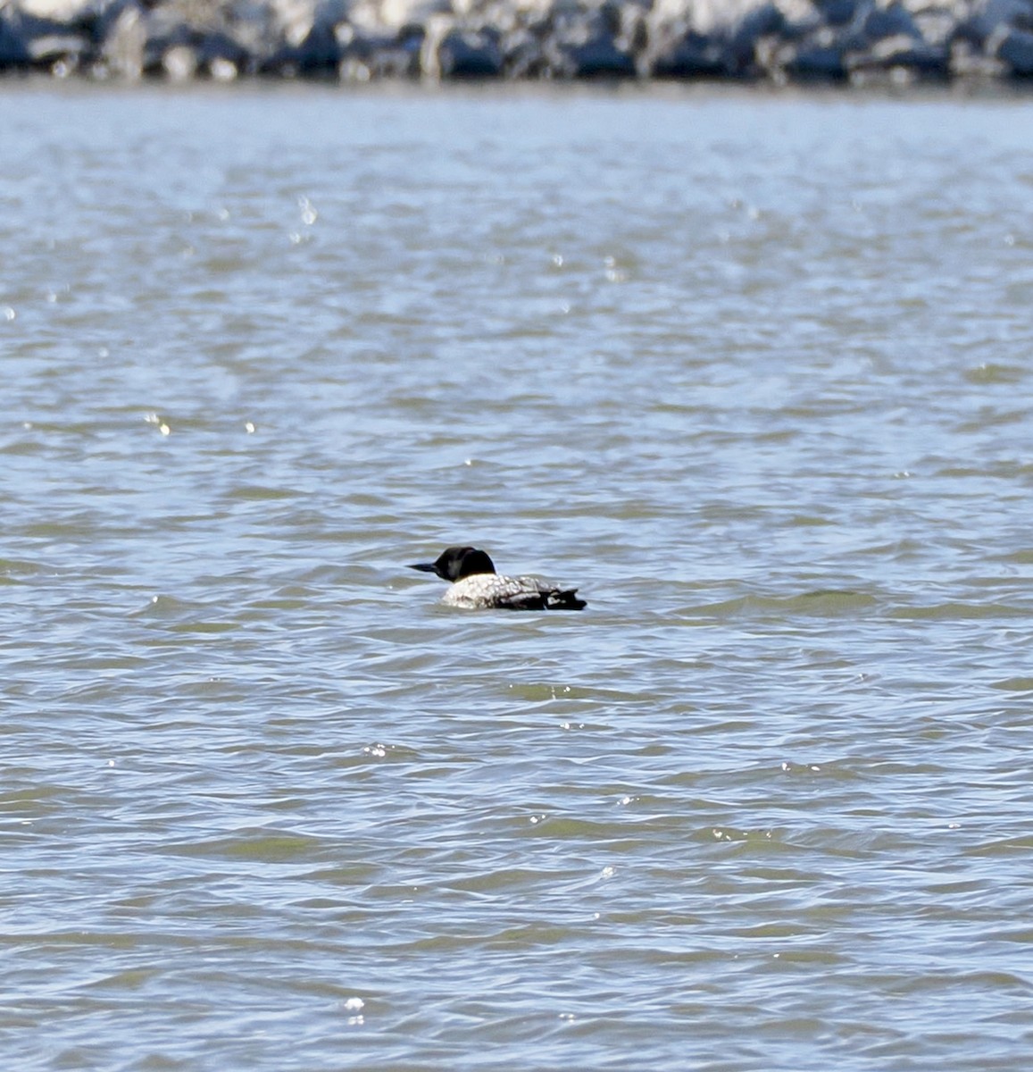 Common Loon - ML632838889