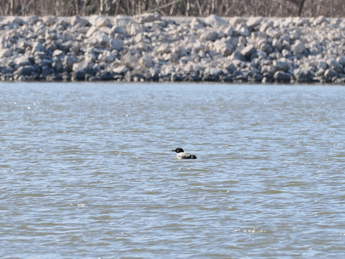 Common Loon - ML632838890