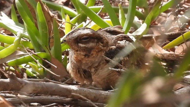 Red-necked Nightjar - ML632839140