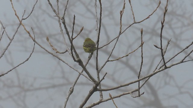 Prairie Warbler - ML632839428