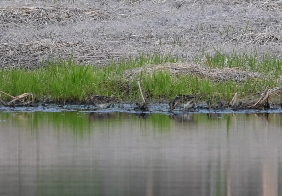 Wilson's Snipe - ML632839526
