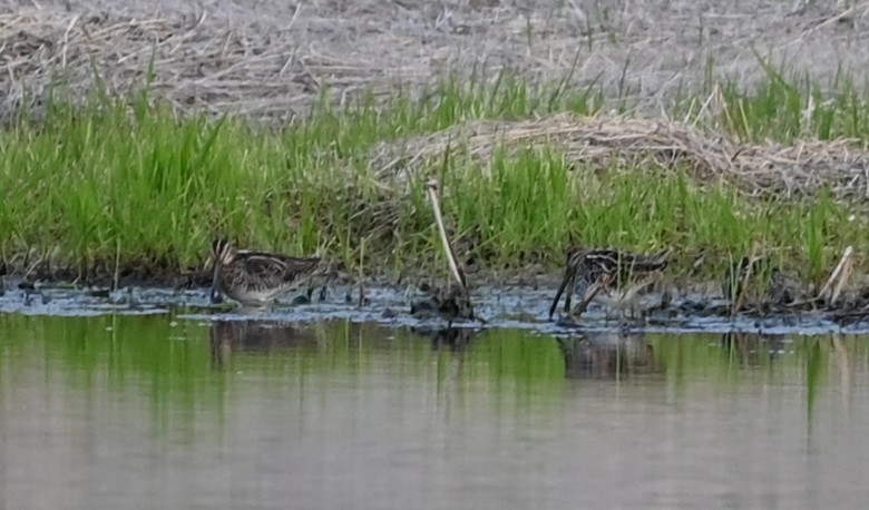 Wilson's Snipe - ML632839536