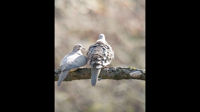 Mourning Dove - ML632839750