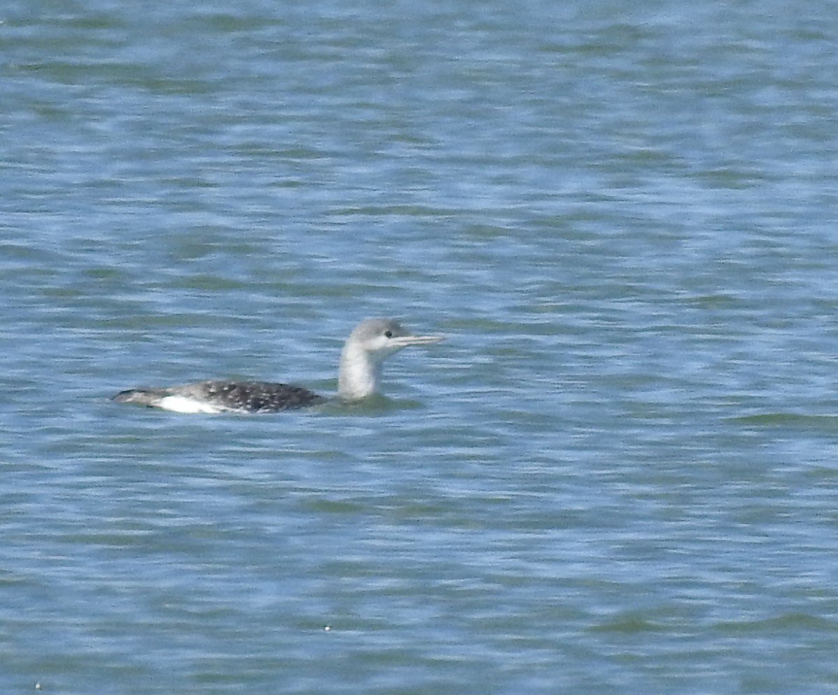 Plongeon catmarin - ML632839970