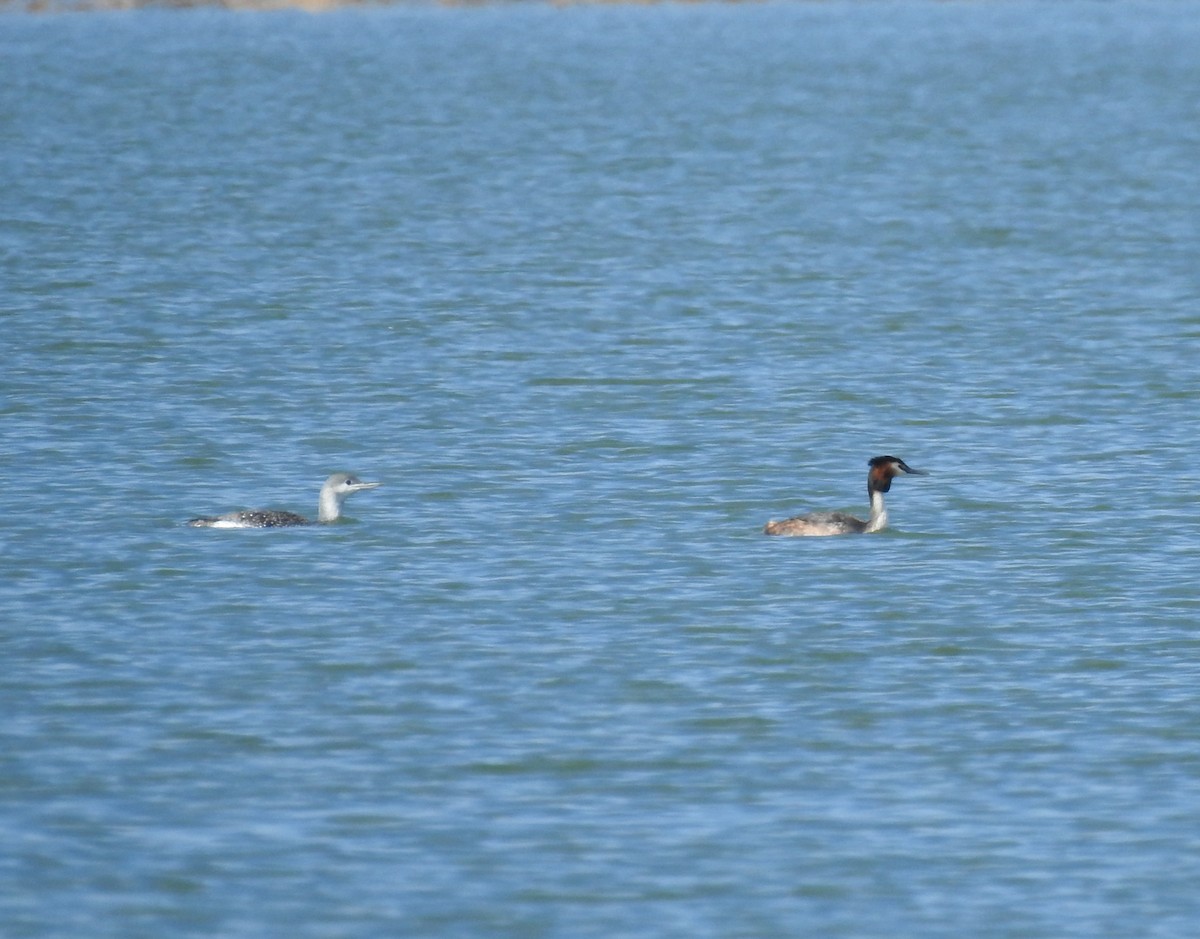 Plongeon catmarin - ML632839980
