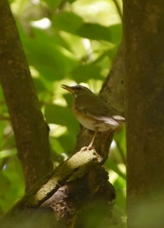Eyebrowed Thrush - ML632840061