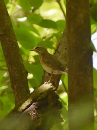 Eyebrowed Thrush - ML632840062
