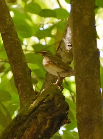 Eyebrowed Thrush - ML632840063