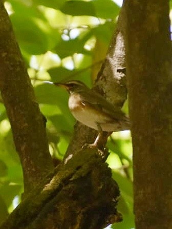 Eyebrowed Thrush - ML632840064