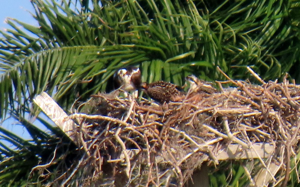 Falco pescatore - ML632840103