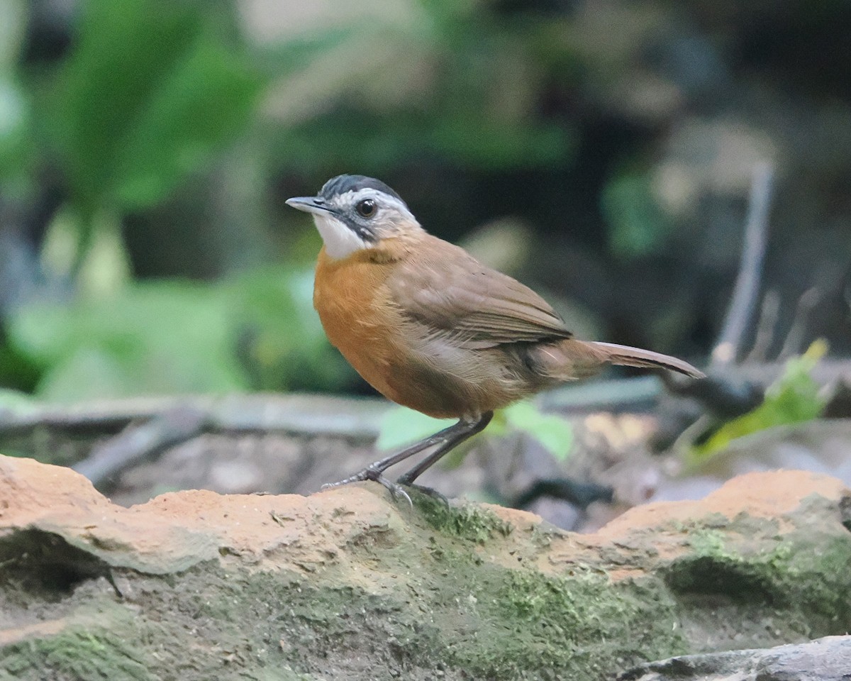 Malayan Black-capped Babbler - ML632840225