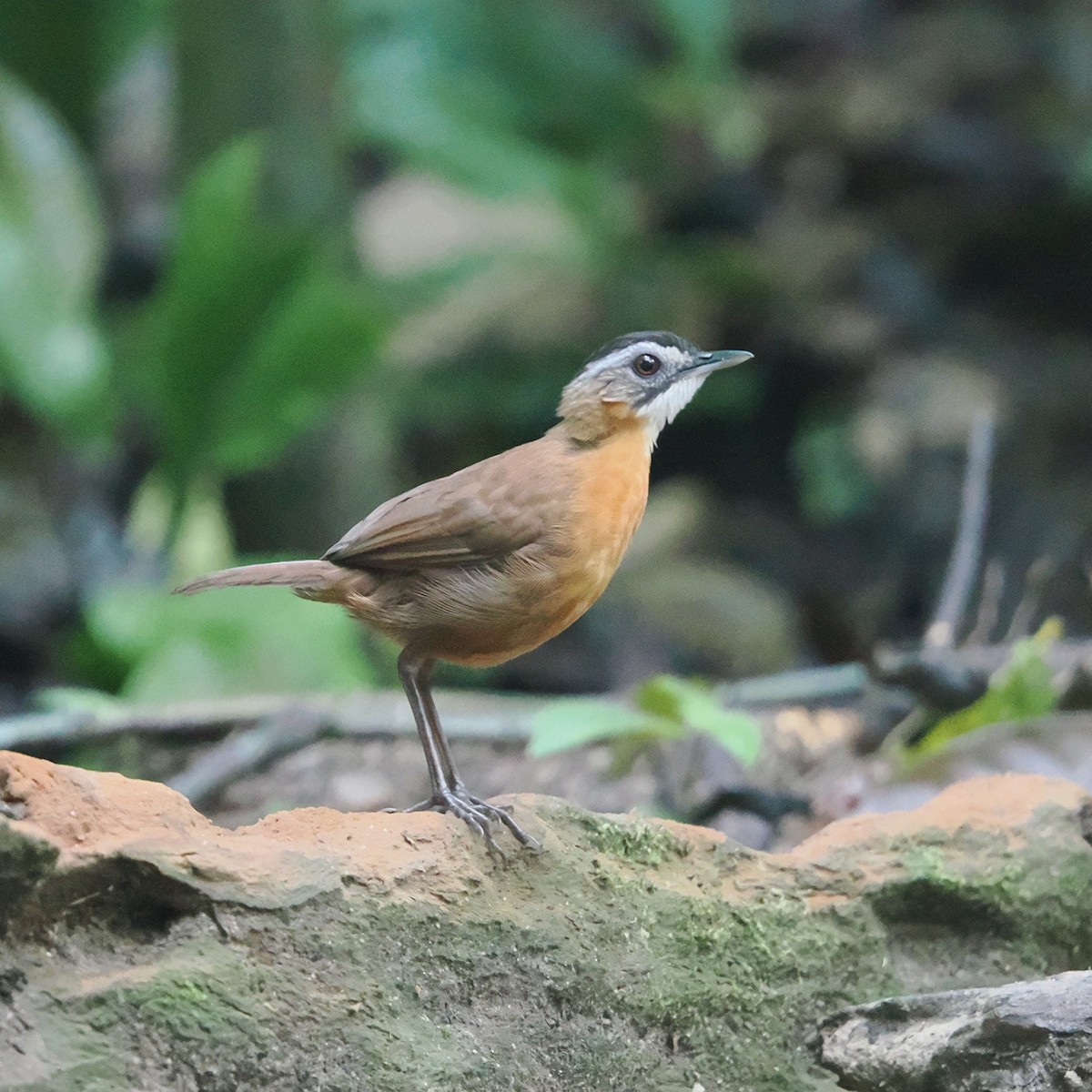 Malayan Black-capped Babbler - ML632840226