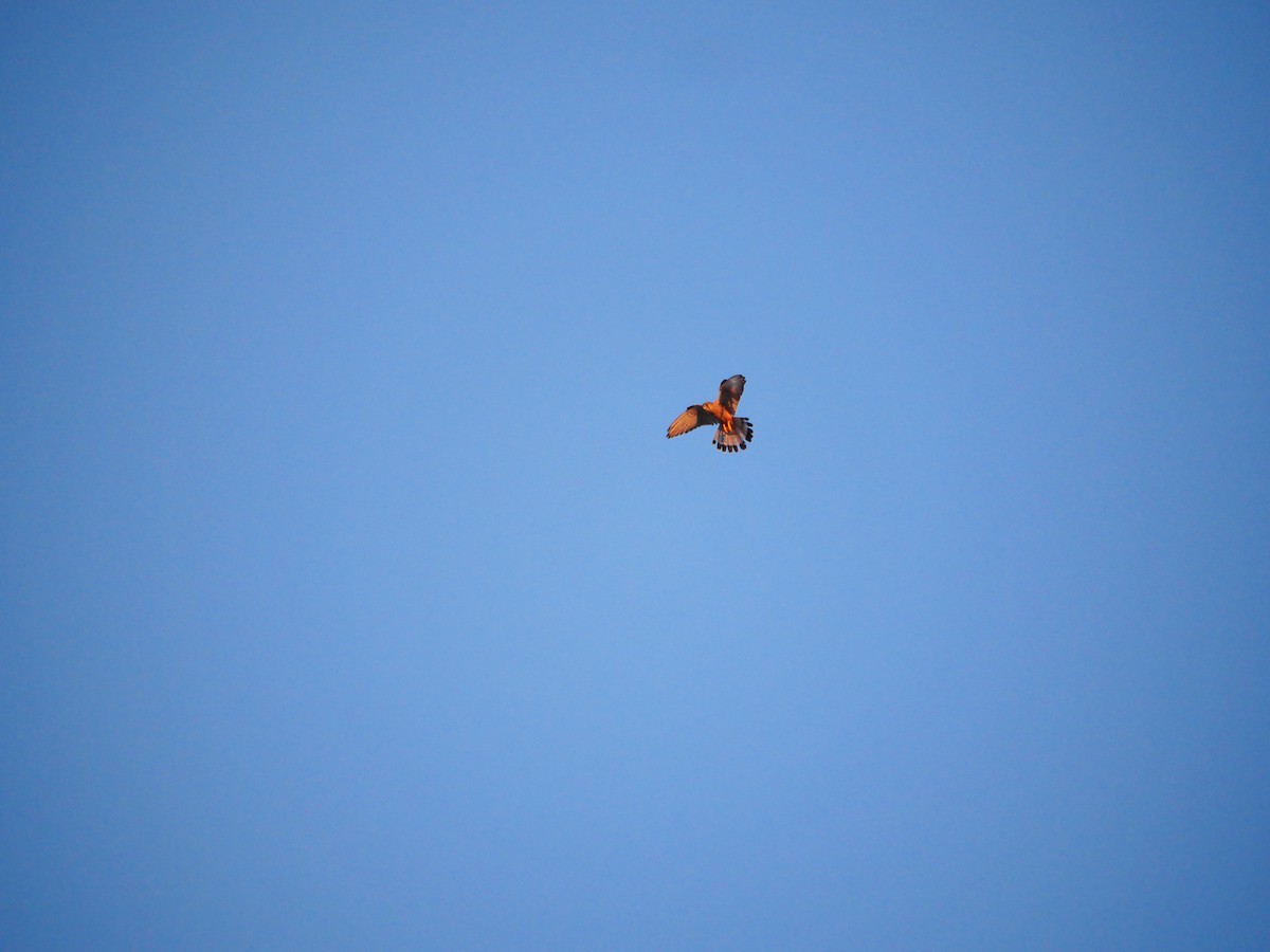 Turmfalke - ML632840233