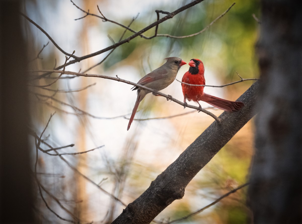 Northern Cardinal - ML632840294